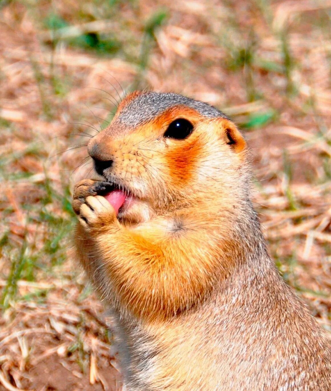 Суслик Степной. Европейский суслик (Spermophilus citellus). Суслик Краснощекий. Суслик Краснощекий (Spermophilus erythrogenys). Год суслика