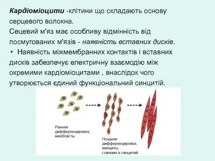 Синцитий