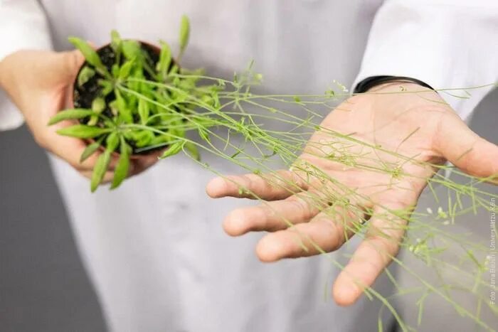 Арабидопсис растение как выглядит Plants have reserve defense system against different kinds of attacks, study fin