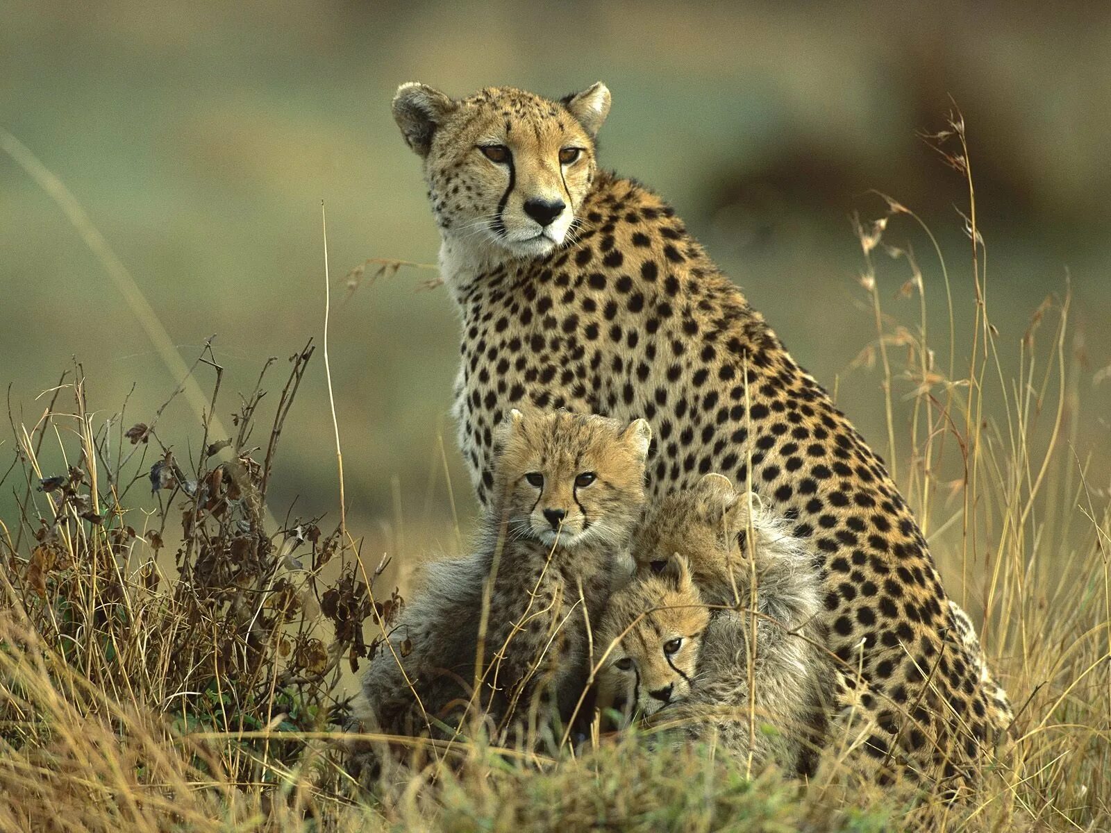 Animals images. Гепард в саванне.