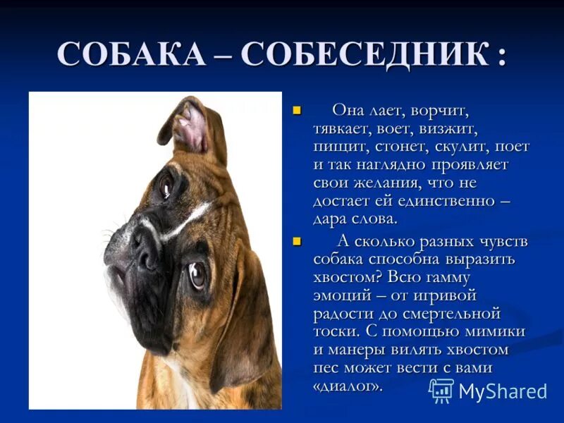 Какую пользу приносят собаки человеку. Польза собак. Польза собачьего. Польза собачьего. Какую пользу приносят собаки человеку.