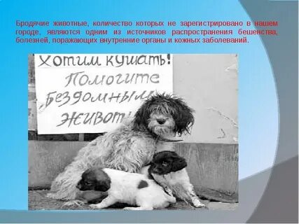 Социальный проект для животных