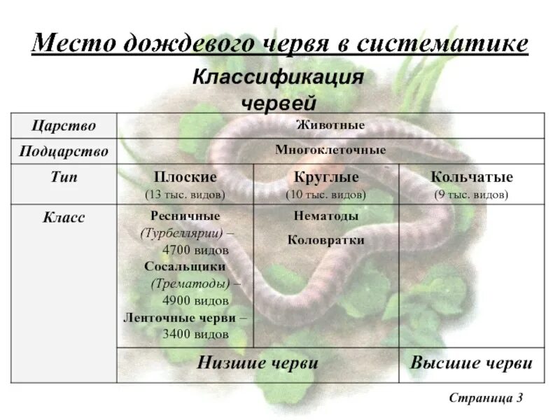 Дождевой червь какая группа животных. Дождевые черви Подцарство. Дождевые черви царство Подцарство Тип. Дождевой червь классификация род.