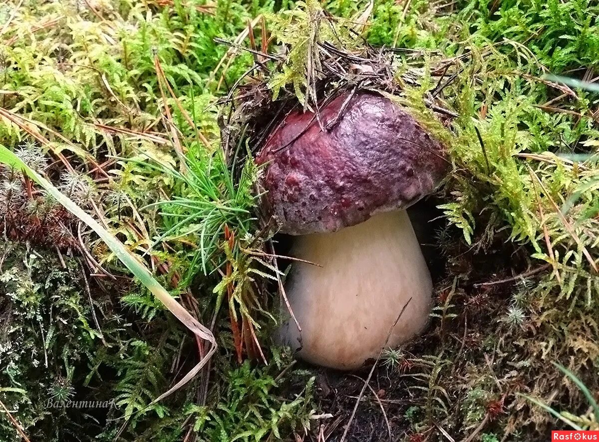 какие грибы в западной. грибы хмао. полевой боровик. какие грибы в западной. масленок сибирский.