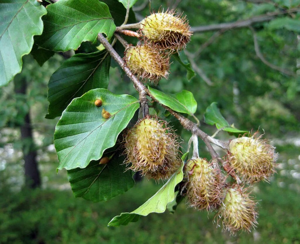 Дерево бук фото и описание. Бук Восточный – Fagus orientalis. Fagus orientalis Lipsky - бук Восточный. Бук Лесной Fagus sylvatica. Буковые семечки чинарики.