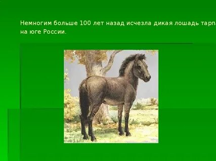 Предок 6 букв