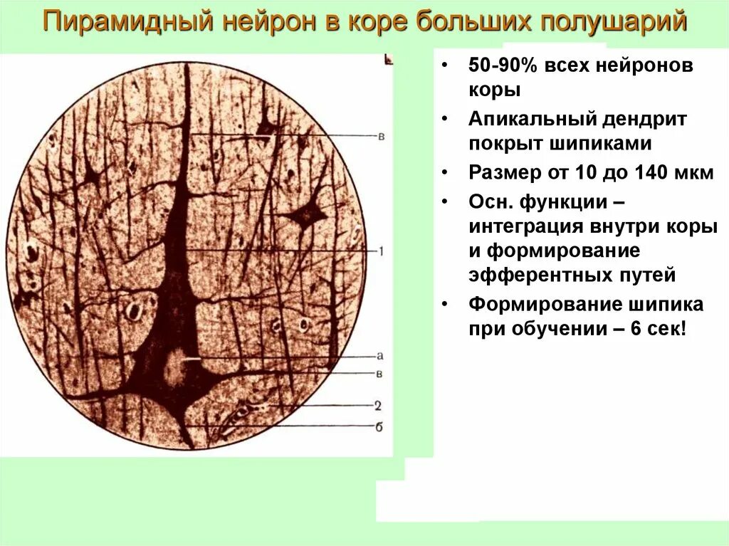 Пирамидный нейрон гистология. Пирамидные нейроны. Клетки беца гистология препарат. Пирамидный нейрон гистология. Пирамидный нейрон (клетка беца).