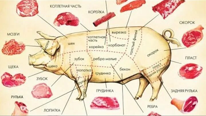 Карбонат какая часть свинины. Схема разделки свиной туши. Карбонат свиной часть туши. Карбонат у свиньи.