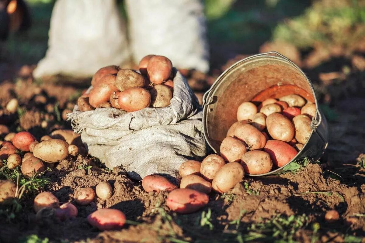 Хорошего урожая картошки. Урожай картофеля. сбор урожая картофеля. хороший урожай картошки. огромный урожай картошки.