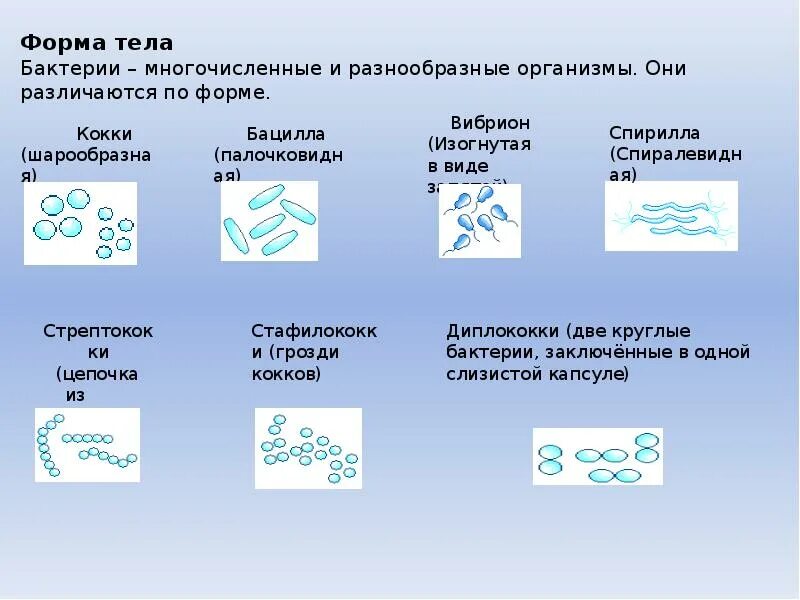 Схема значение бактерий. Роль и значение бактерий. Роль бактерий в природе. Роль бактерий в природе и жизни человека.