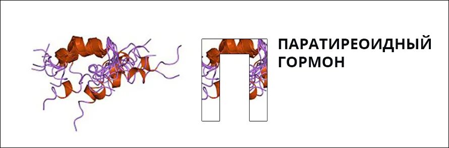 Интактный паратиреоидный гормон. Паратгормон формула. Химическая структура паратиреоидный гормон. ПТГ (паратиреоидный гормон) – формула химическая. Паратгормон структура.
