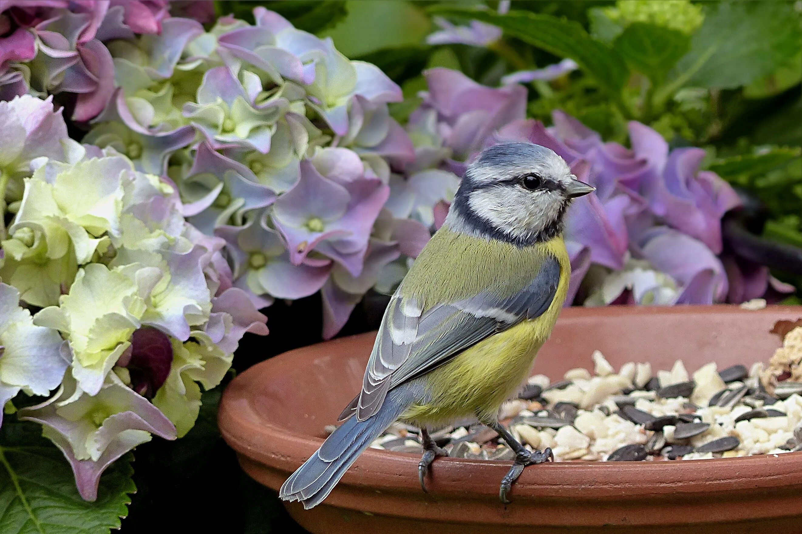 Зеленый воробей. Вьюнок птица. Вьюн птица. Вьюнок птичка. Вьюнковые птицы.