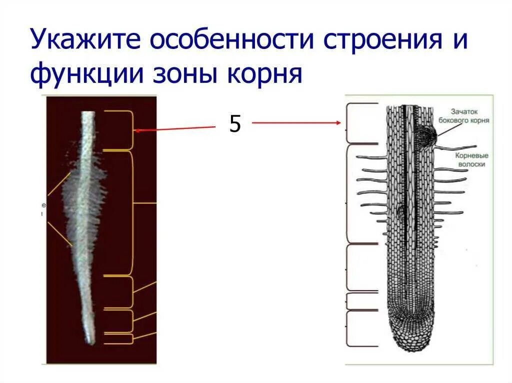 Корень растений строение корня функции. Строение корня. Укажите зоны корня. Зоны корня рисунок.