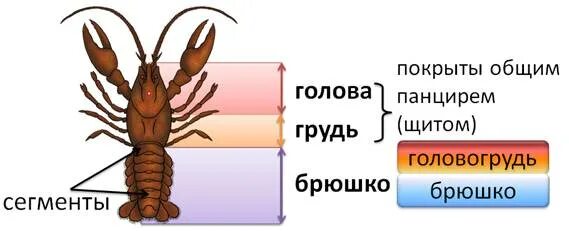 Речной рак головогрудь брюшко. Голова грудь брюшко членистоногих. Тело ракообразных делится на отделы. Ракообразные строение тела голова, грудь, брюшко. У кого есть головогрудь и брюшко.