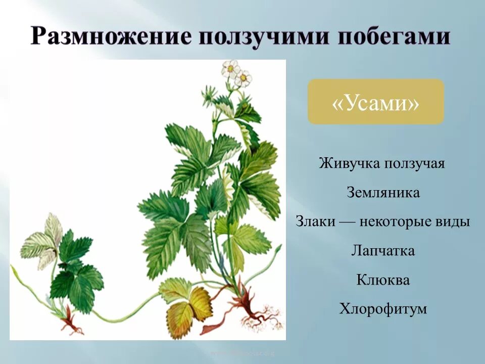Ползучие побеги растения. Вегетативное размножение ползучими побегами. размножение ползучими побегами. растения размножающиеся ползучими побегами. ползучие надземные побеги.