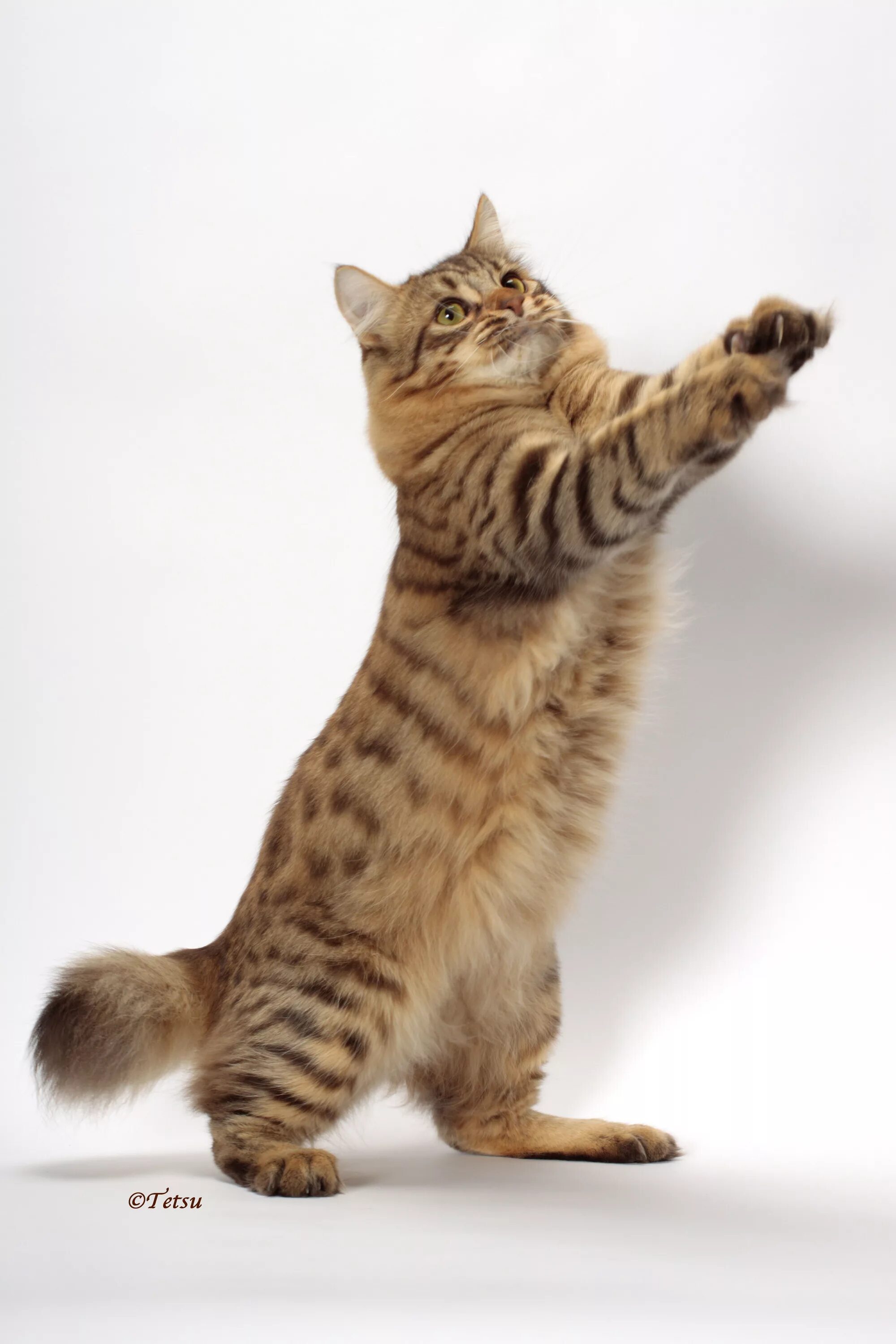 Котенок который стоит