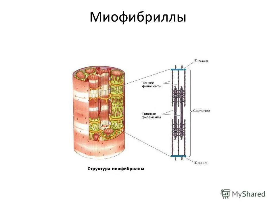 Миофибриллы состоят из. Зарисовка строения миофибриллы. Миофибриллы два основных белка. Структурной единицей миофибриллы является.