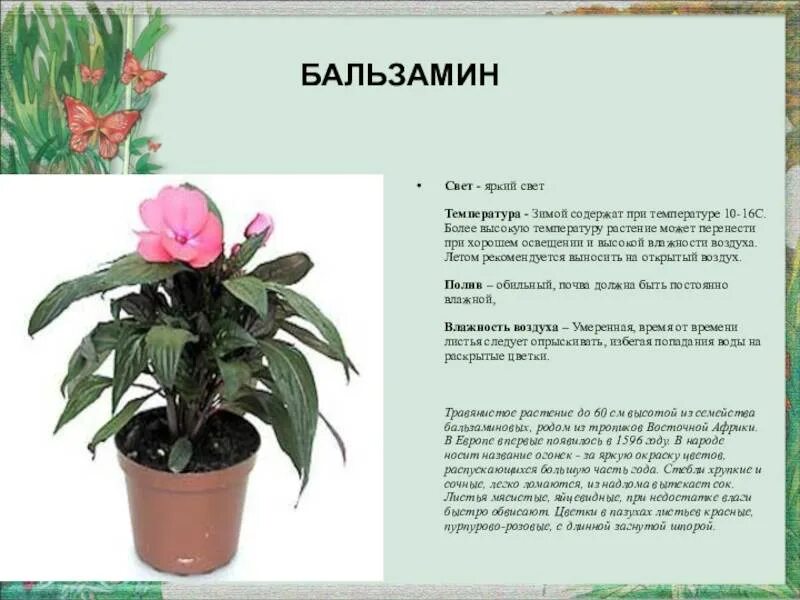 Королевский бальзамин. Цветок бальзамин фото и описание. Бегония и бальзамин. Цветок бальзамин фото и описание. Цветок бальзамин фото и описание.