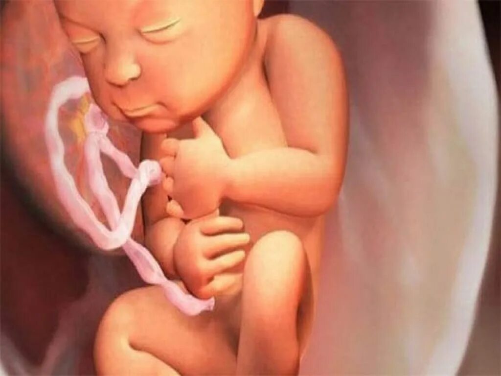 Ребёнок на 32 неделе беременности. Ребенок на 33 неделе беременности. Как в 32 недели выглядит. Ребёнок на 32 неделе беременности. Как в 32 недели выглядит.