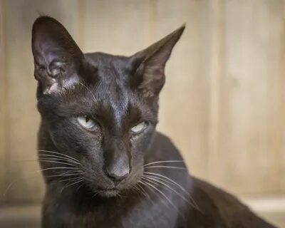 Гавана кошка