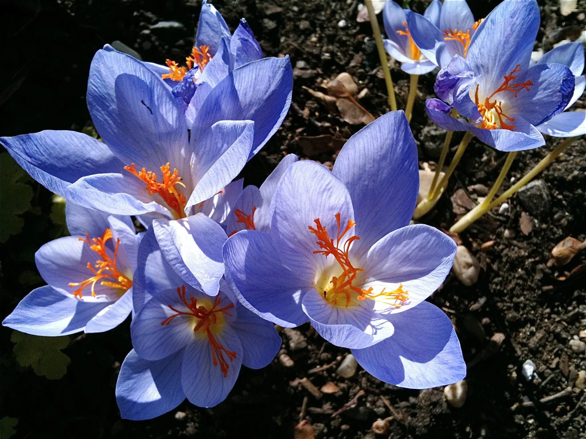 Шафраны сия. Шафран прекрасный crocus speciosus. Шафраны сия. Шафран посевной (crocus sativus). Шафраны сия.