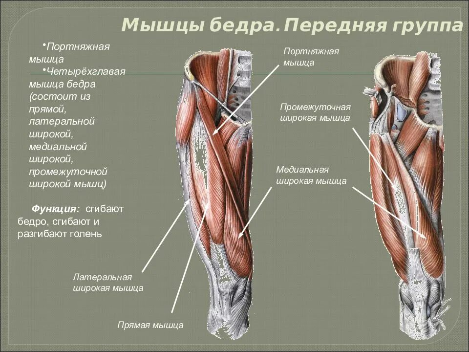 Мышцы бедра передняя группа портняжная мышца. Мышцы бедра передняя задняя медиальная группа. Четырехглавая мышца бедра анатомия. Мышцы ног квадрицепс. Правая нога бедро мышцы
