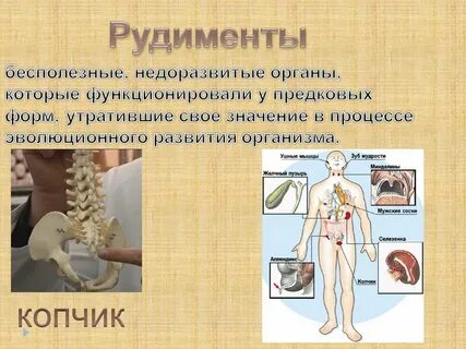 Органы рудименты у человека