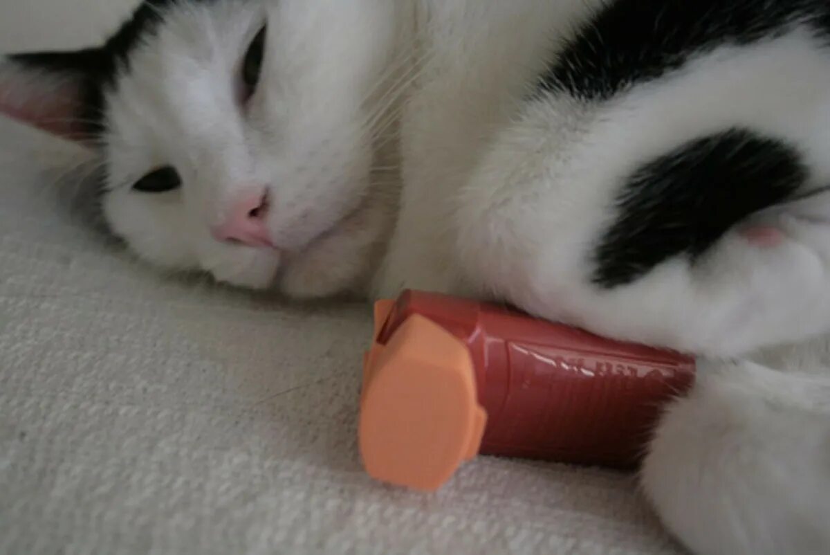 Астма у кота. Астма у кошек. кошка астматик. бронхиальная астма у кошек. лекарство для котят.