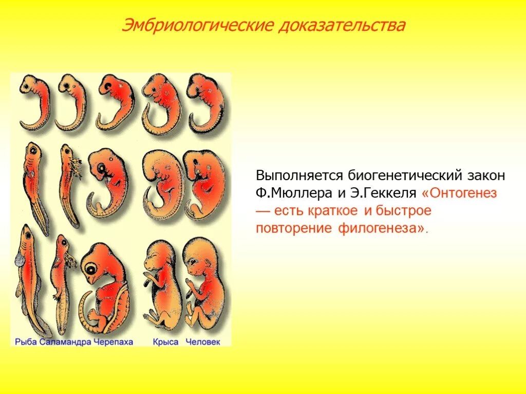 Онтогенез есть повторение филогенеза. Эмбриологические доказательства биогенетический закон. Сходство зародышей позвоночных. Зародышевое сходство у позвоночных. Зародыши позвоночных животных.