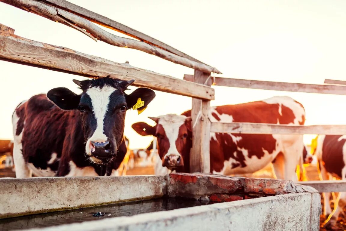 Телята пьют воду. Коровы пьют воду на ферме. Корова пьет. Cows drinking Water mem. Как пьет корова воду.