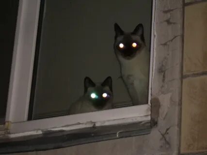Светящиеся глаза у кота
