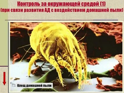 Анализ на пылевого клеща
