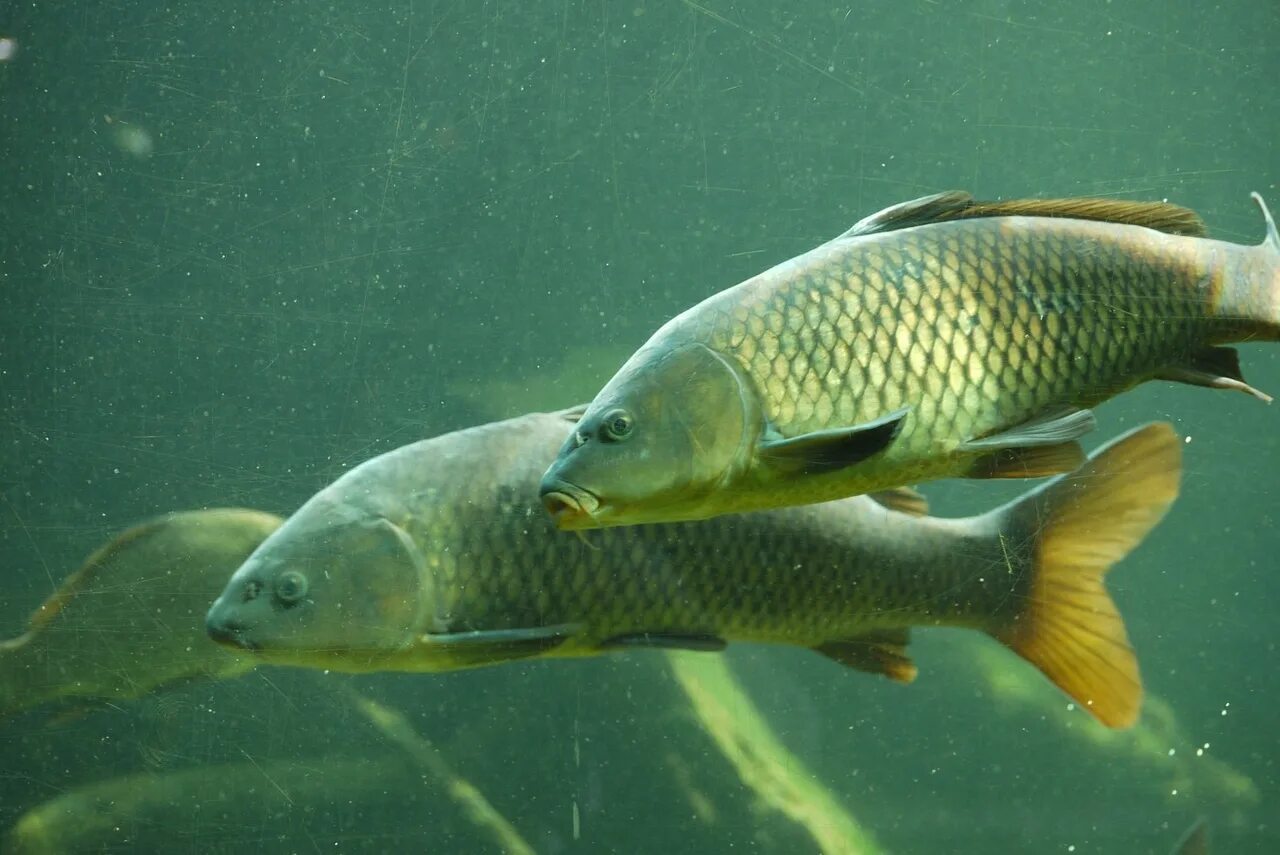 Сазан (cyprinus carpio). Карп (cyprinus carpio). Сазан карповые. Сазан и карп. Сазан (cyprinus carpio).