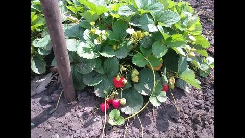 Какую почву любит клубника