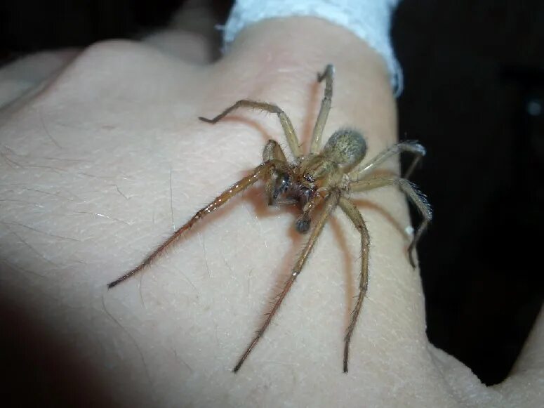Маленький паук. Домашние пауки. Ручной паук. Домашние пауки на руке. Увидеть ползущего паука