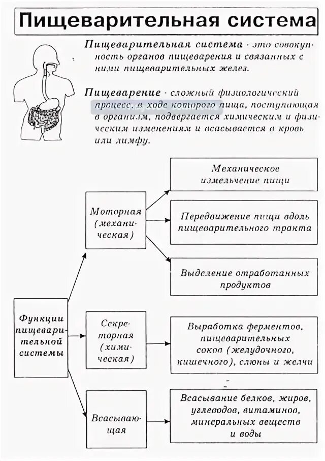 Пищеварительные органы человека таблица. Таблица органы пищеварительной системы и их функции. Пищеварительная система человека строение органы и функции таблица. Органы пищеварительной системы системы строение функции таблица. Пищеварительная система таблица название органа строение и функции.