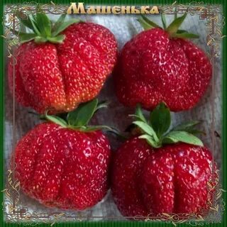 Клубника сорт машенька отзывы