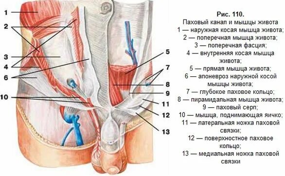 Паховые мышцы