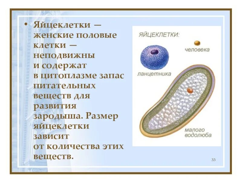 В каких структурах содержится запас питательных веществ. Питательные вещества яйцеклетки. Половые клетки. Запас питательных веществ яйцеклетки.