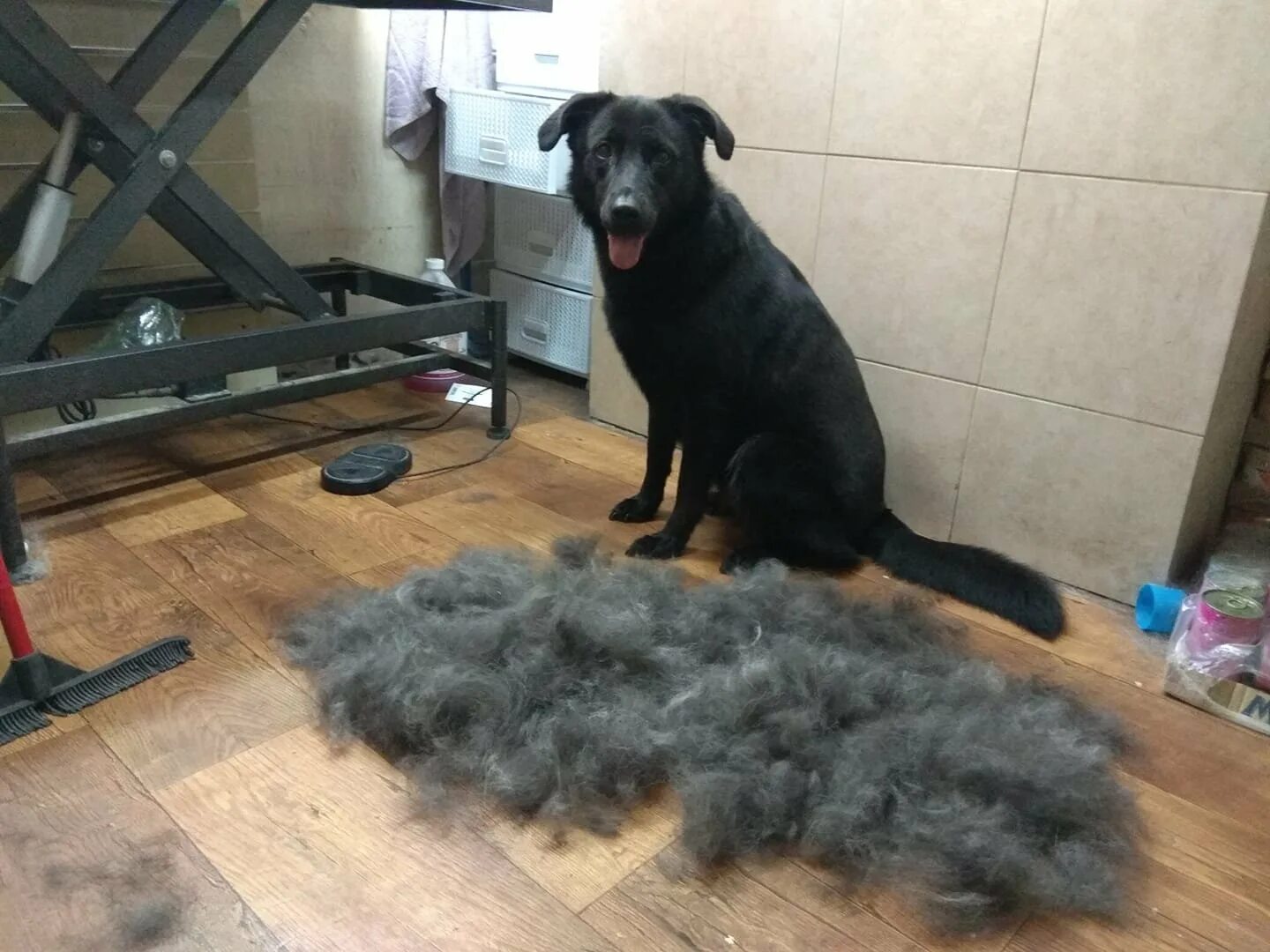 Собака очень сильно линяет