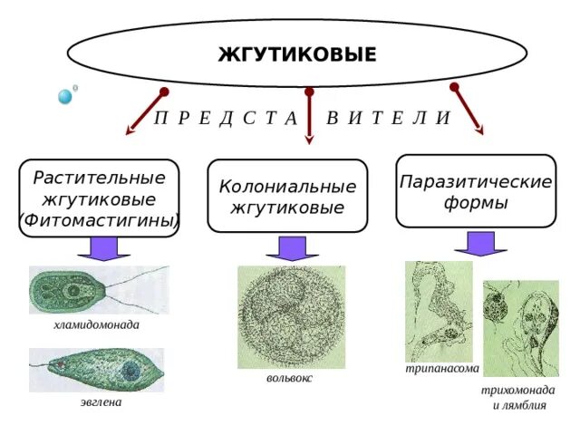 Жгутиковые