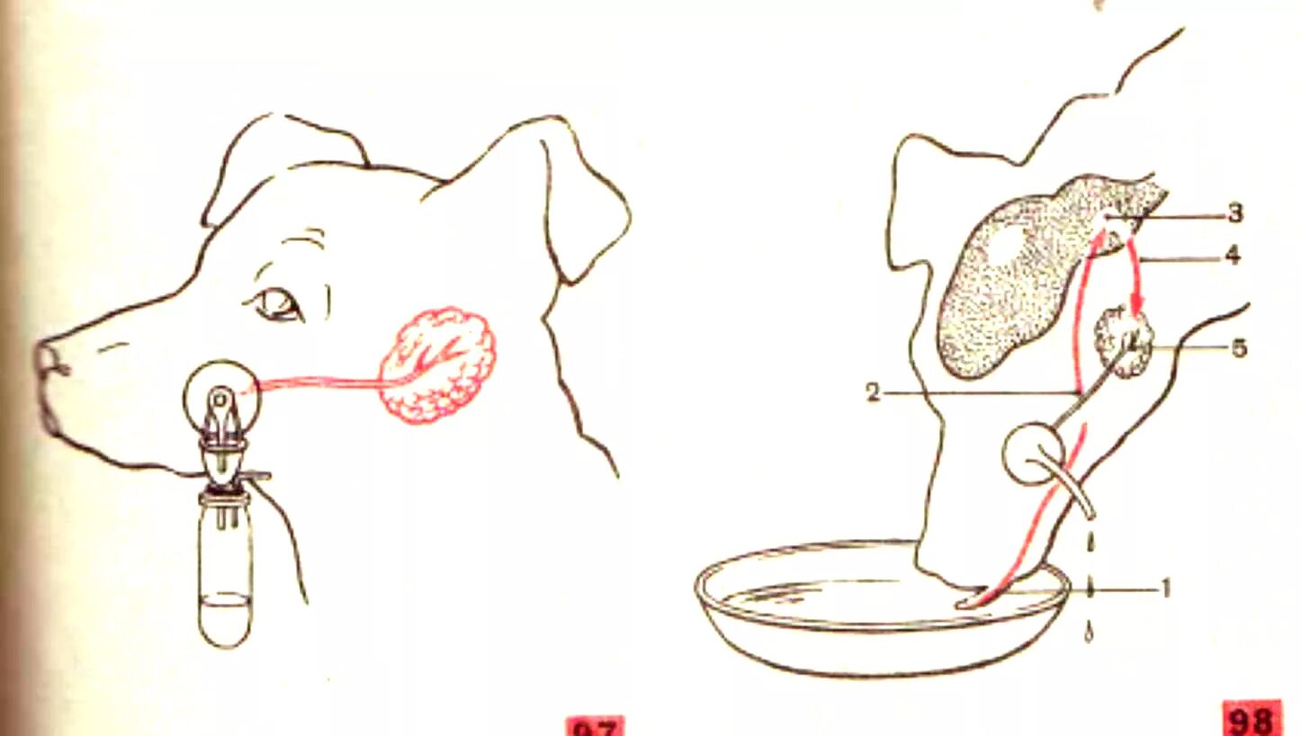 Выделение слюны у собаки. Павлов фистула слюнной железы. Исследования слюнных желез Павлова. Опыт Павлова с фистулой слюнной железы. Собака с фистулой слюнной железы.