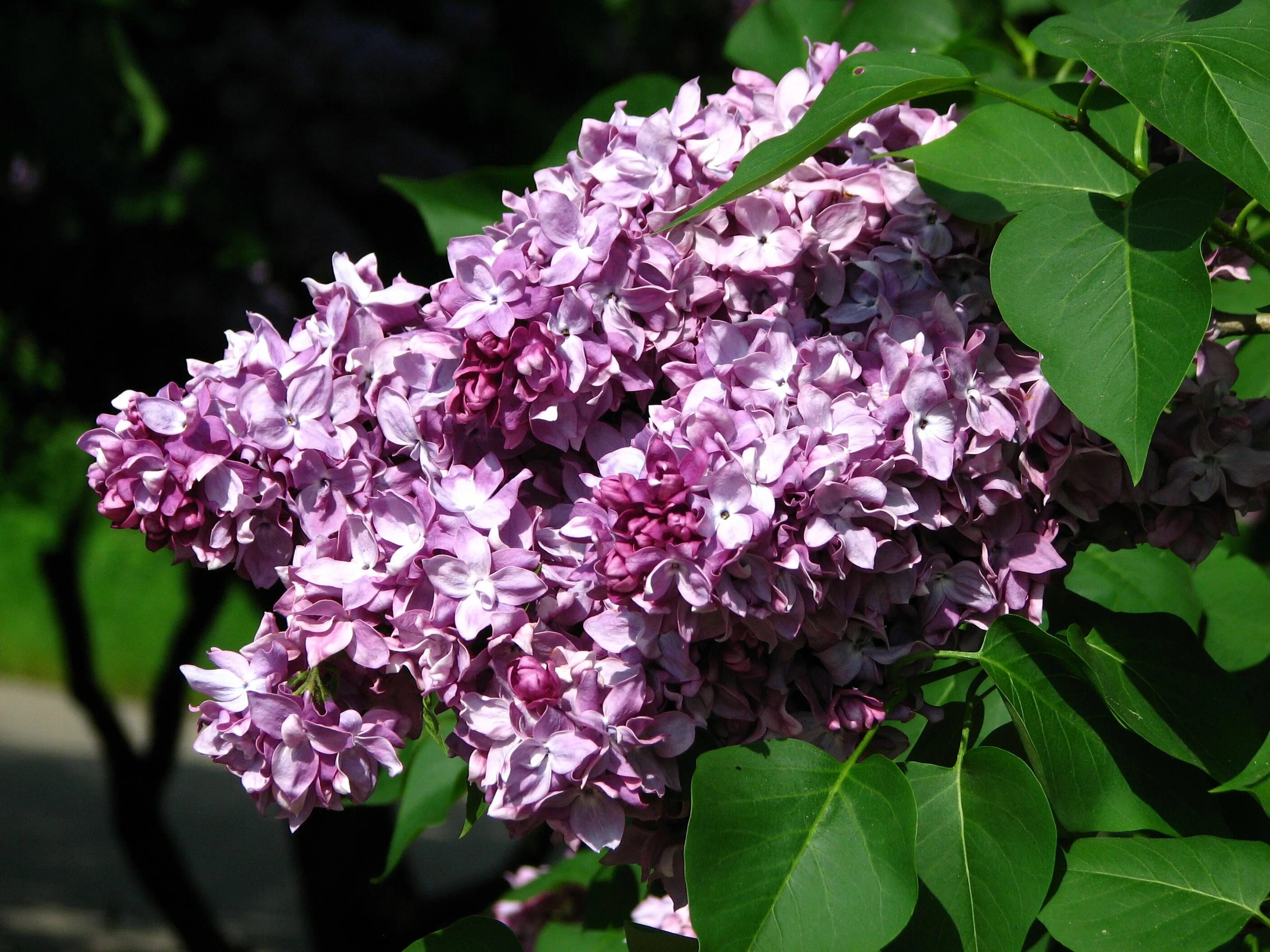 Сирень ария. Сирень Syringa vulgaris. Сирень обыкновенная (Syringa vulgaris). President Poincare сирень.