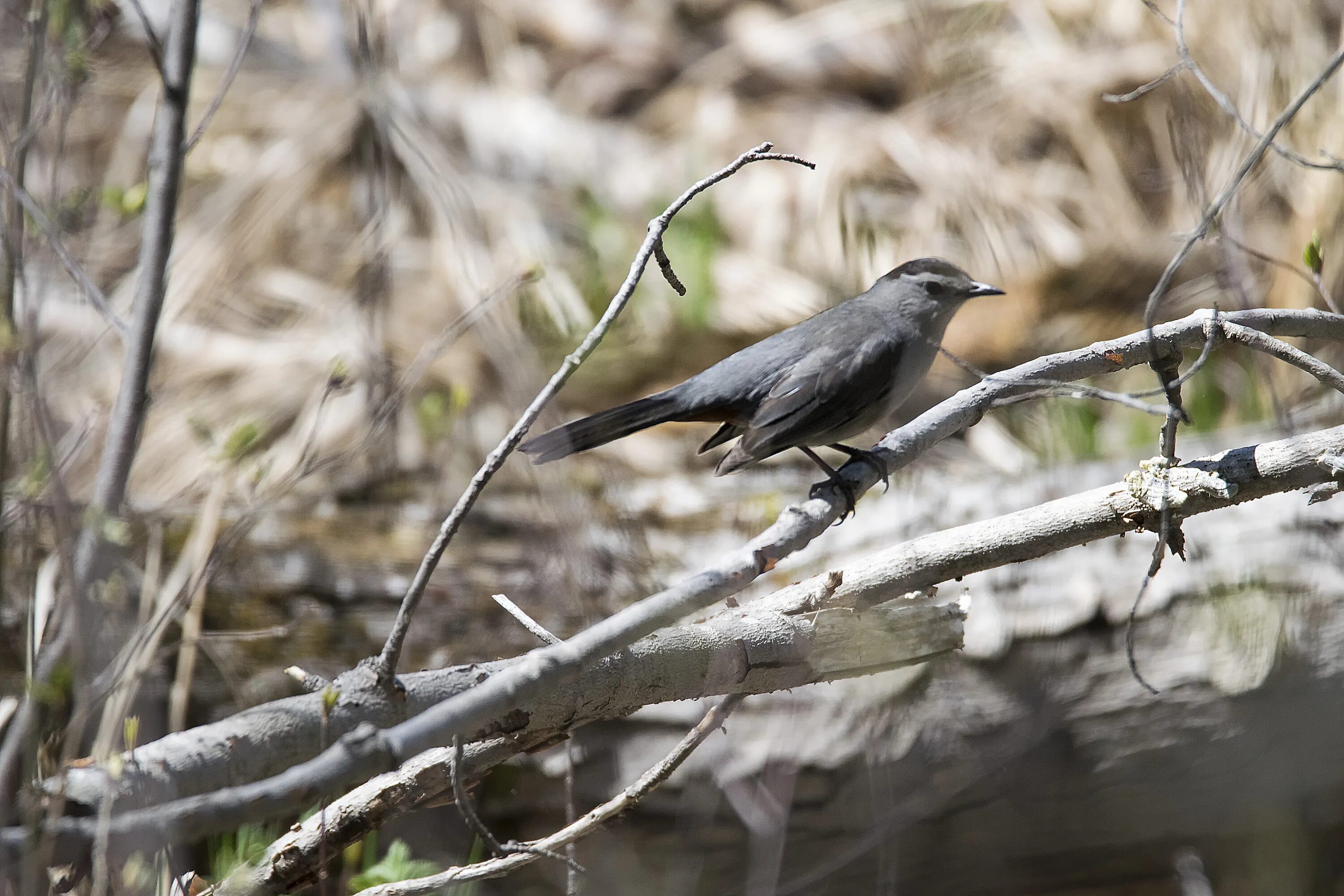 Серые птицы песня. Серый Дрозд (Grey Catbird). Серебрица птица. Серый Дрозд фото птицы. Серебрица птица фото.