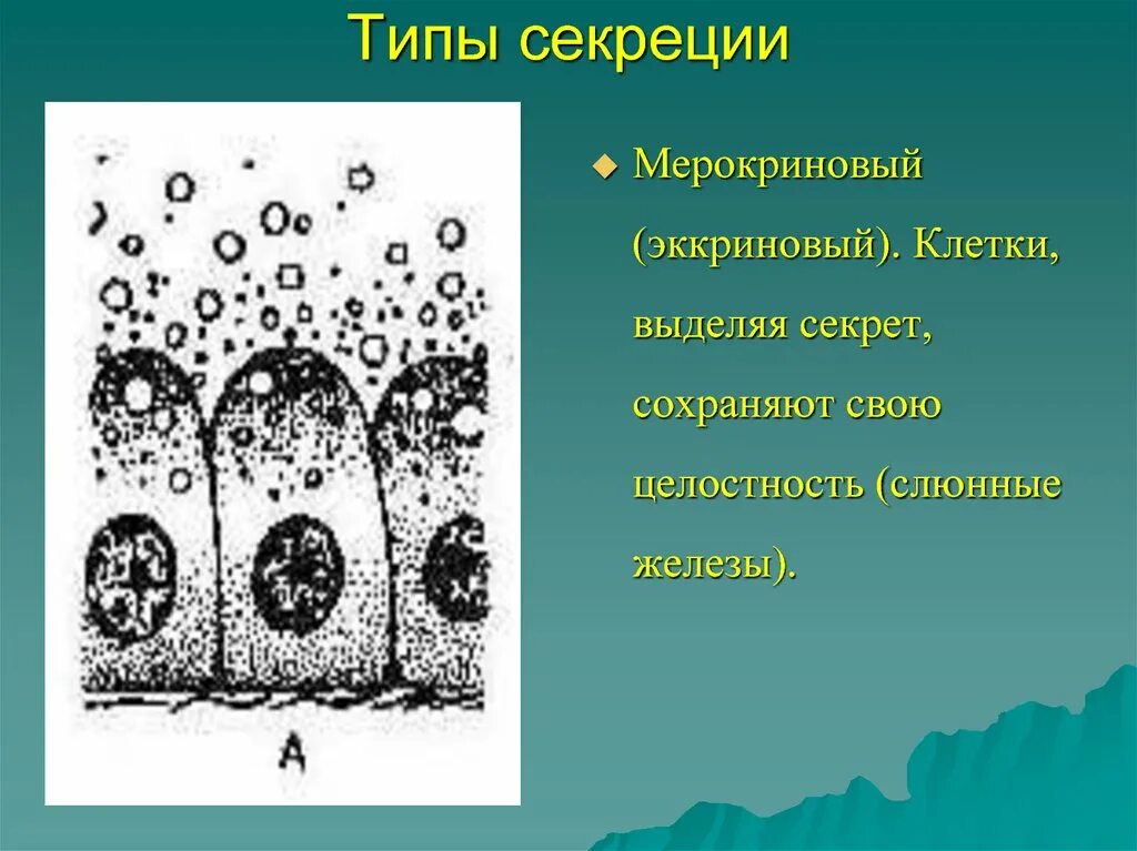 Группы железистых клеток. Мерокриновый апокриновый голокриновый Тип секреции. Мерокриновый Тип секреции желез. Типы железистой секреции. Типы секреции железистых клеток.