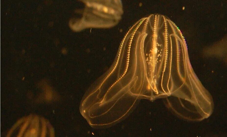 Comb jellies. Мнемиопсис медуза в черном море. Гребневик мнемиопсис. Медуза Гребневик. Медуза Гребневик черного моря.