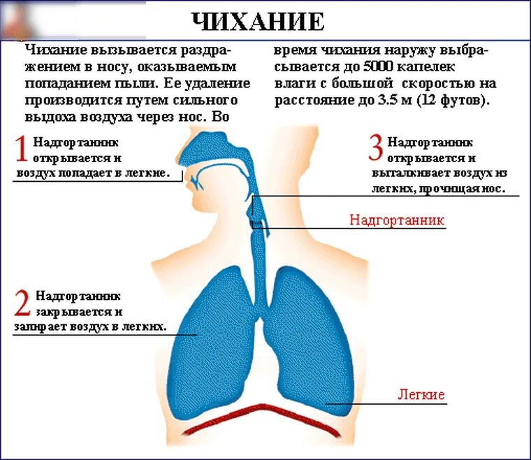 Икота у мужчины причины. Чихание человека. Правильное чихание. Чихание схема. Чихание причины.