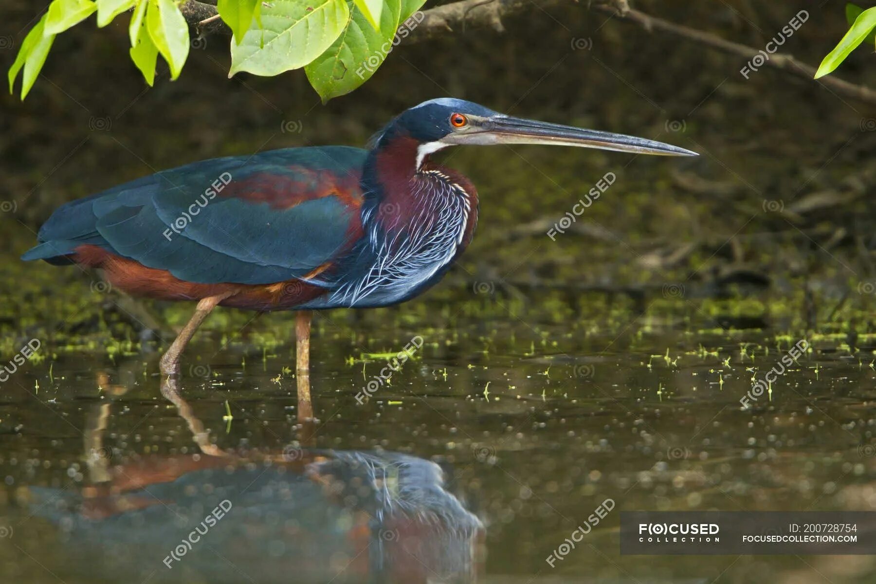 Агами - Agamia Agami. Agami Heron. Цапля Агами. Журавль Агами.