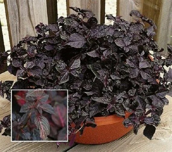 Elephant Ear Alocasia reginula Black Velvet Tropical garden Etsy