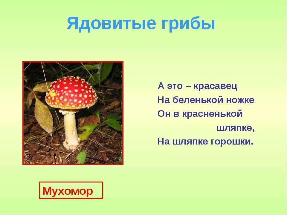 Лесные опасности 2 класс ядовитые грибы. Лесные опасности грибы 2 класс окружающий мир. Проект Лесные опасности 2 класс окружающий мир мухомор. Проект ядовитые грибы 2 класс окружающий мир. Лесные опасности 2 класс окружающий мир презентация